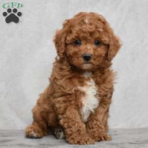 Wilson, Cavapoo Puppy